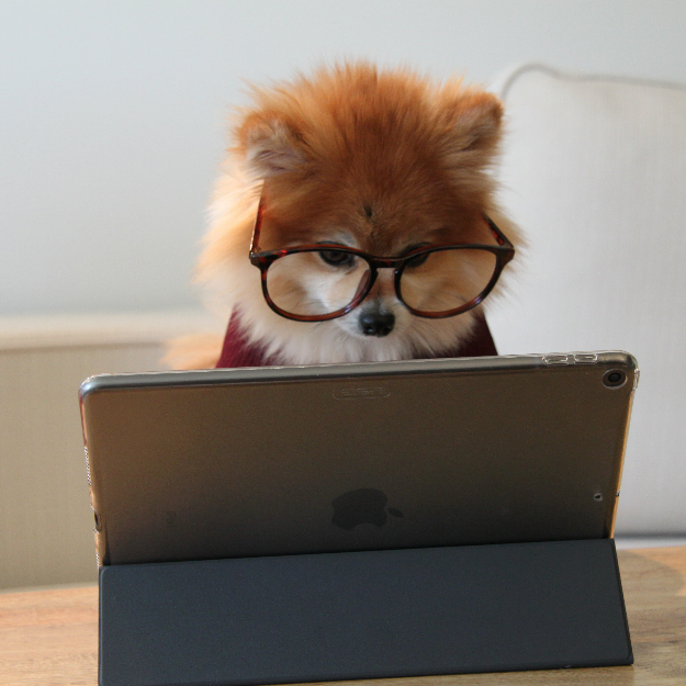 A ginger Pomeranian wearing glasses on a laptop